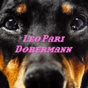 leo pari dobermann